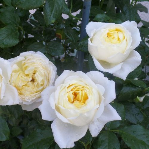 DELcrèja - Rosa - Amnesty International - Comprar rosales online